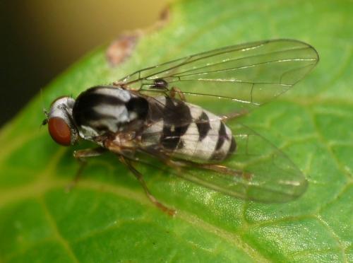 Polyporivora picta