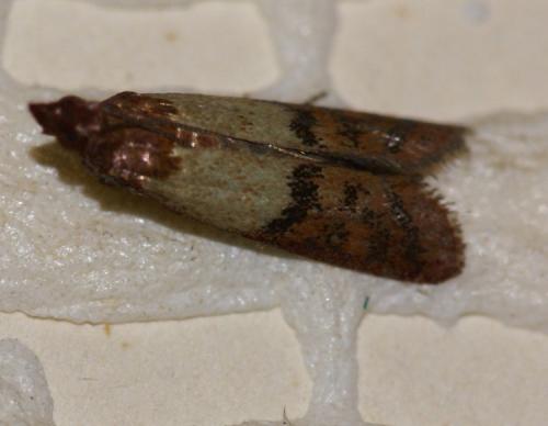 Plodia interpunctella