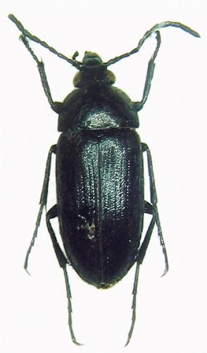 Podonta nigrita