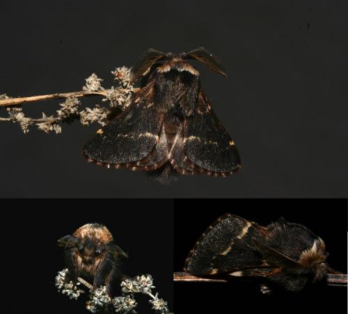 Réf. 39 954 : Poecilocampa populi