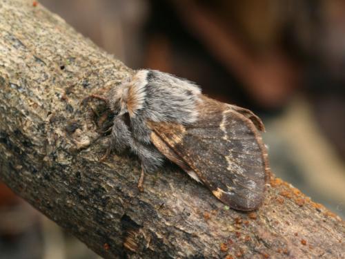 Poecilocampa populi coluchei