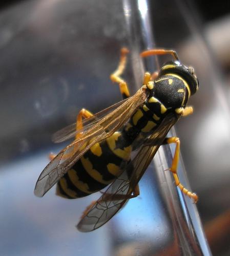 Polistes dominula
