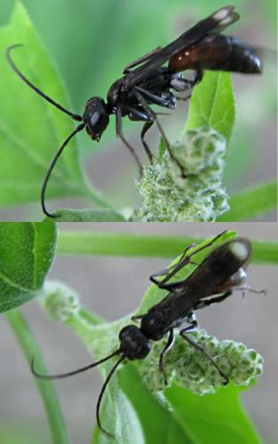 Priocnemis sp.
