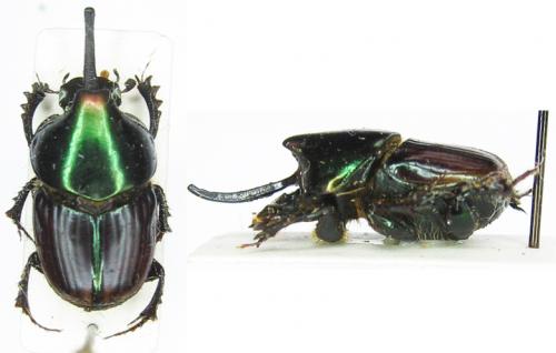 Onthophagus blanchardi