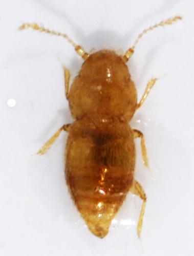 Ptinella sp.