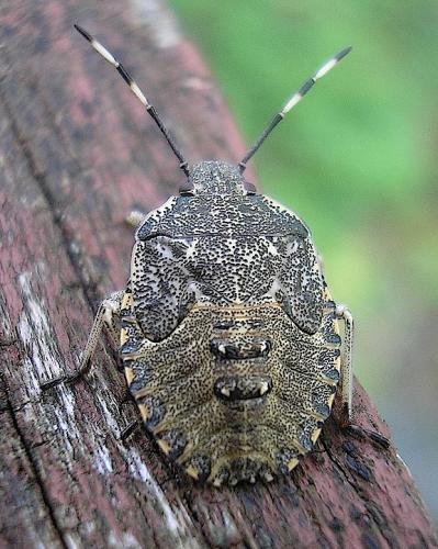 Réf. 39 833 : Rhaphigaster nebulosa