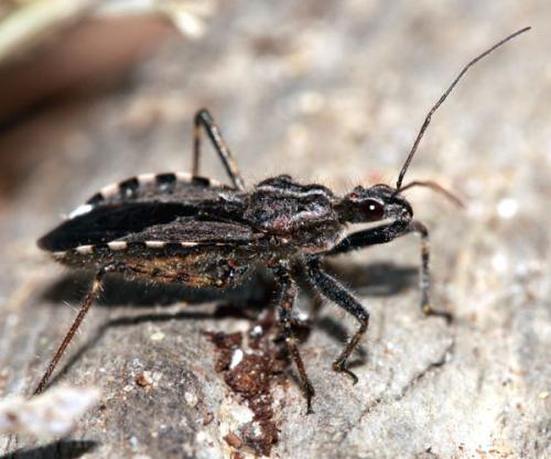 Réf. 39 281 : Coranus pericarti