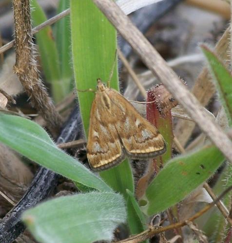 Loxostege sticticalis