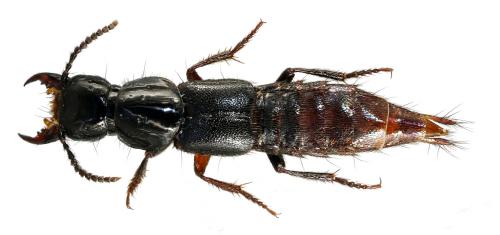 Réf. 39 235 : Quedius truncicola