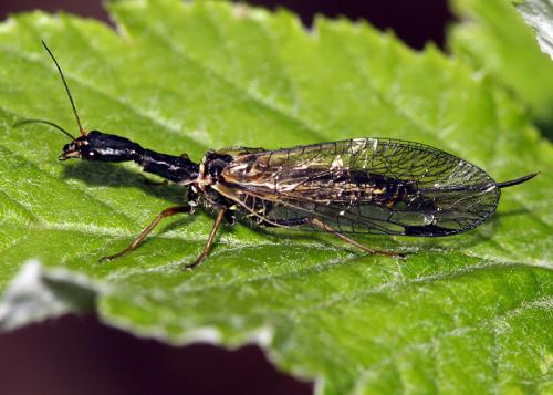 Réf. 39 866 : Phaeostigma sp.