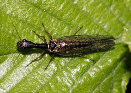 Réf. 39 867 : Phaeostigma sp.