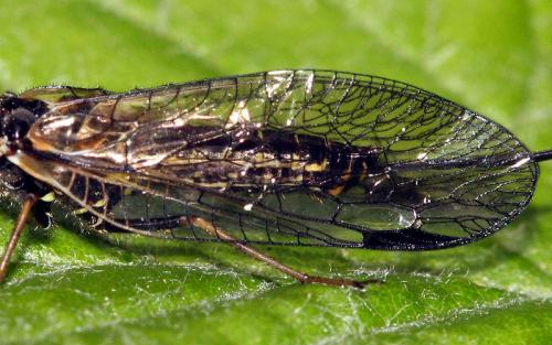 Réf. 39 868 : Phaeostigma sp.