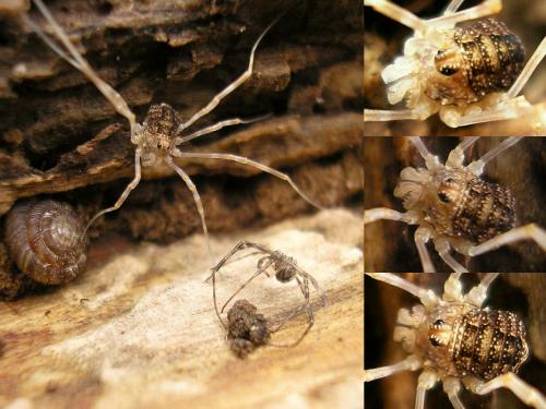 Réf. 39 193 : Rilaena triangularis