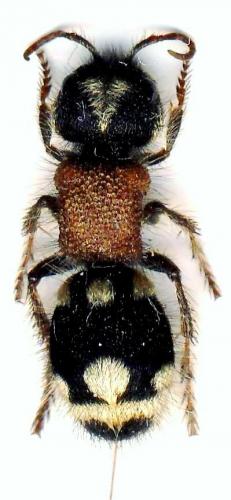 Ronisia barbarula