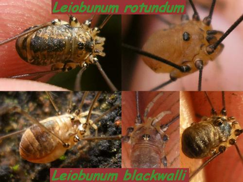 Leiobunum sp.