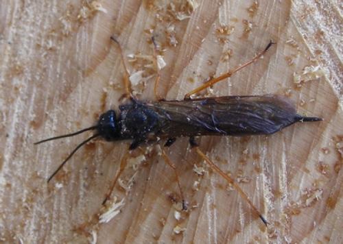 Sirex sp.