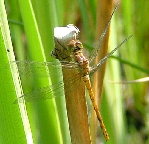 Sympetrum sanguineum
