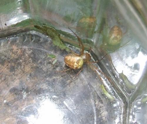 Metellina sp.