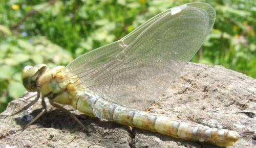Aeshna cyanea