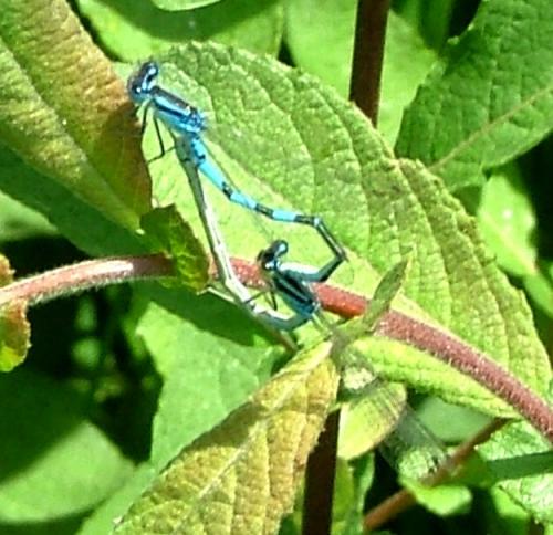Enallagma cyathigerum