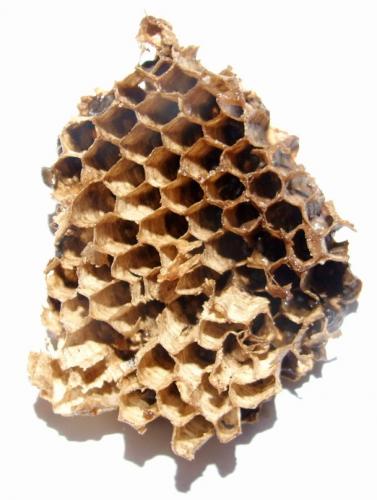 Vespula vulgaris