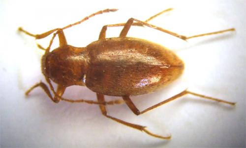 Réf. 39 986 : Trocharanis mestrei