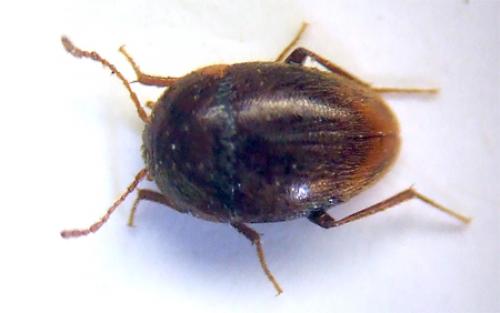 Speophyes lucidulus