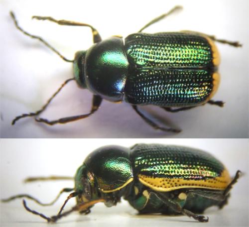 Réf. 39 988 : Cryptocephalus ramburii