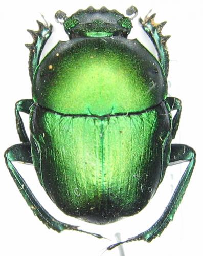 Garreta nitens