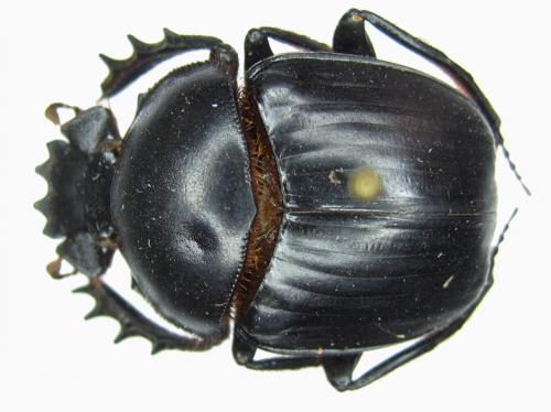 Réf. 39 121 : Scarabaeus sp.