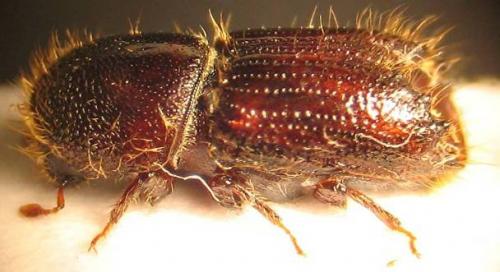 Réf. 39 558 : Ips typographus
