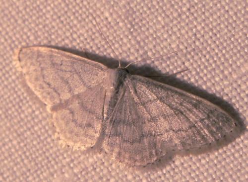 Réf. 39 668 : Idaea subsericeata