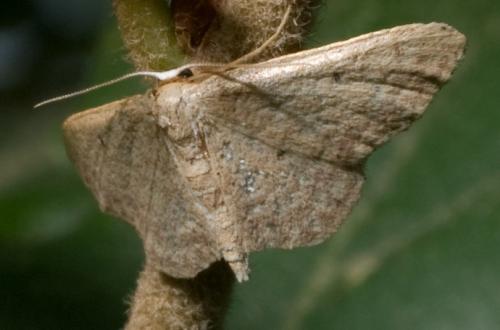 Réf. 39 105 : Idaea sp.