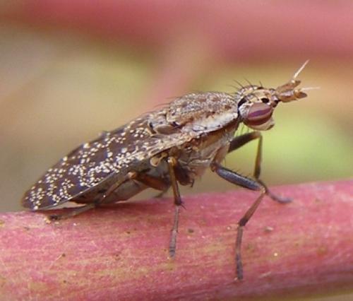 Euthycera alaris