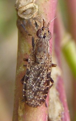 Euthycera alaris