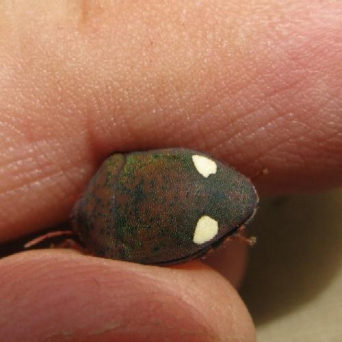 Réf. 39 032 : Solenosthedium bilunatum
