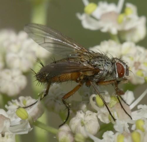 Solieria sp.