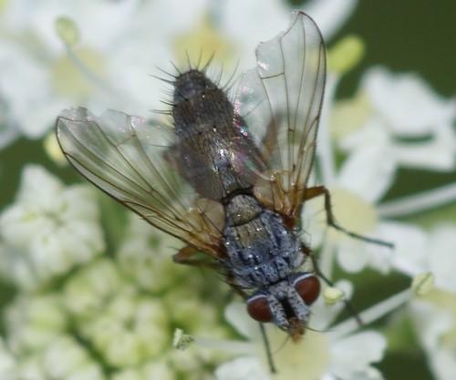Solieria sp.