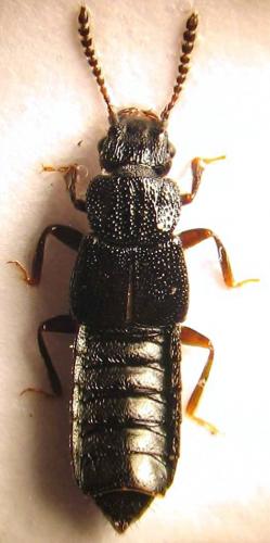 Anotylus rugosus