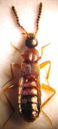 Réf. 39 796 : Drusilla canaliculata