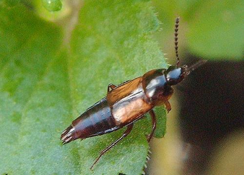 Réf. 39 529 : Tachinus subterraneus