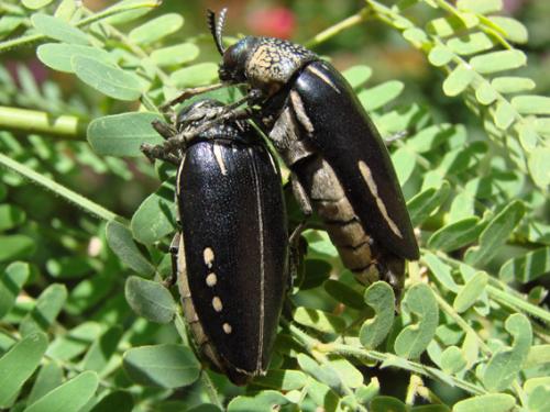 Sternocera interrupta