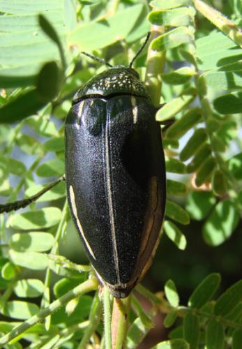 Sternocera interrupta