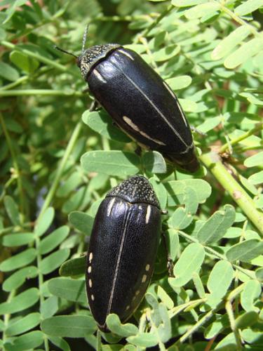 Sternocera interrupta