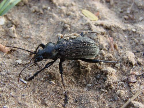 Réf. 39 669 : Calosoma senegalense