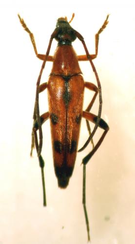 Stenurella septempunctata