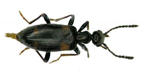 Stricticollis longicollis