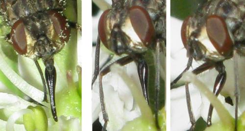 Stomoxys calcitrans