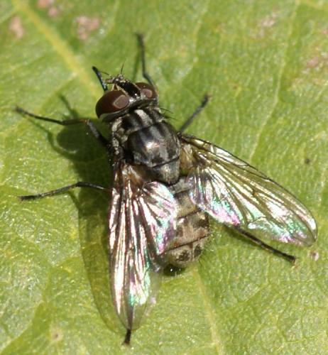 Réf. 39 361 : Stomoxys calcitrans