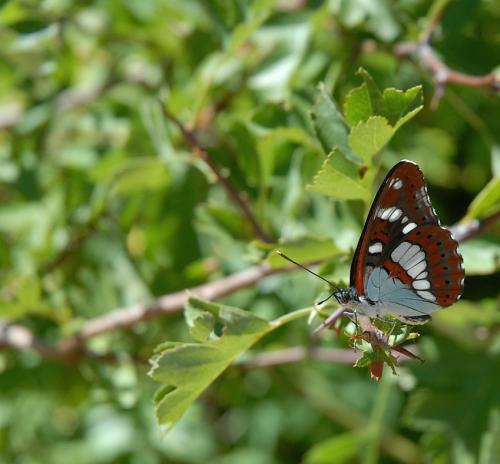 Limenitis reducta